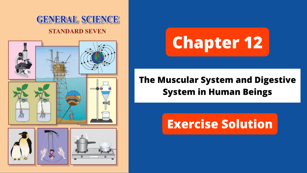 Class 7 | Science | Chapter 12 | The Muscular System and Digestive System in Human Beings | Maharashtra Board | Solution