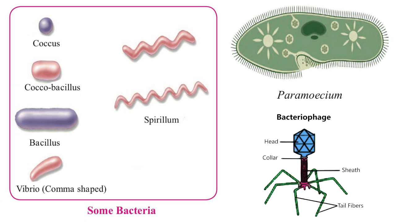 Class 8 | Science | Chapter 1 | Living World and Classification of ...