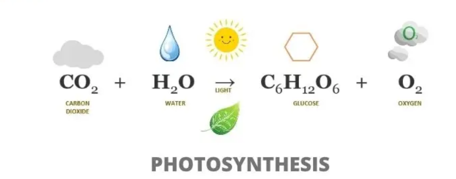 photosynthesis